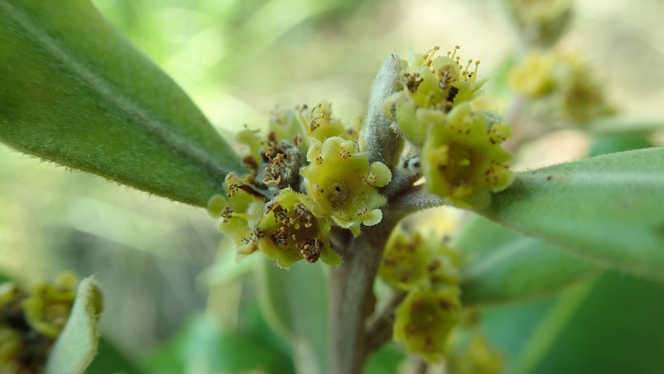 Tristaniopsis capitulata flower