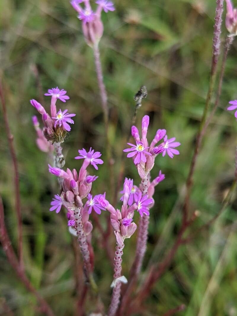 Polygala adenophora — related species from the same genus