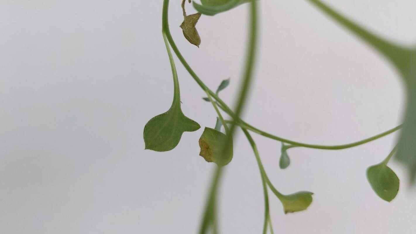 Dendrophorbium peregrinum leaf