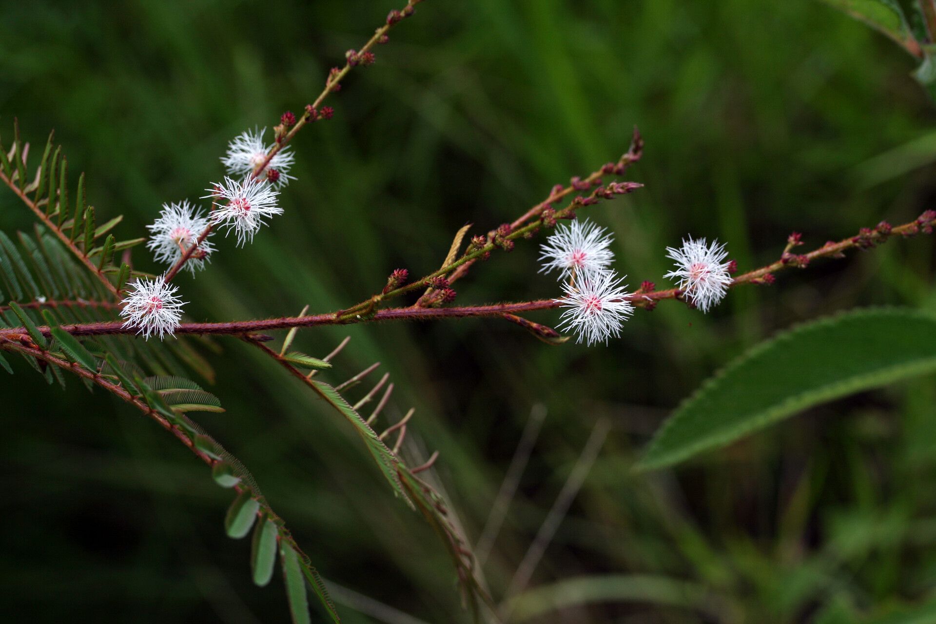 Senegalia tenuifolia — houseplant care guide
