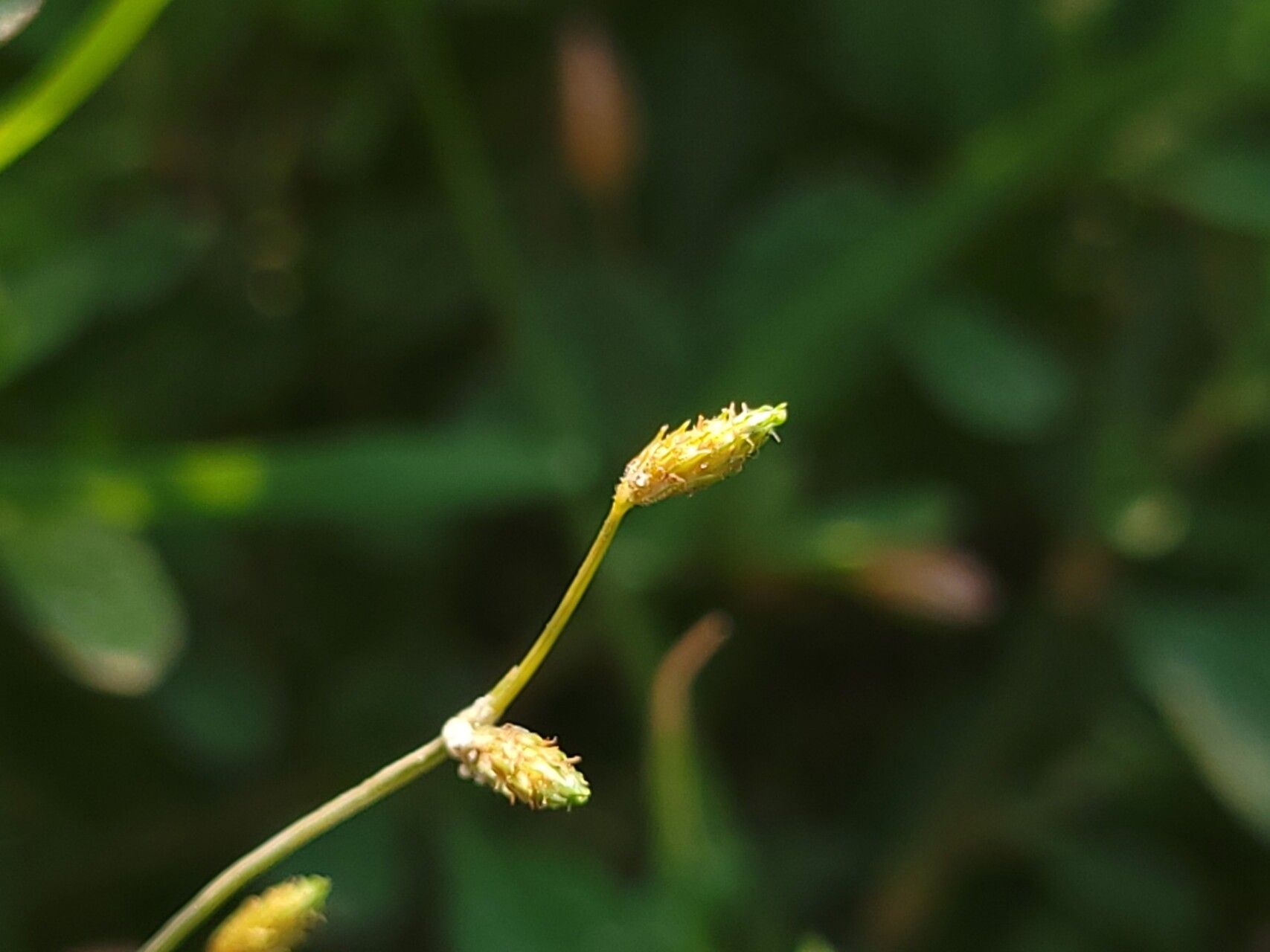 Fimbristylis aestivalis fruit