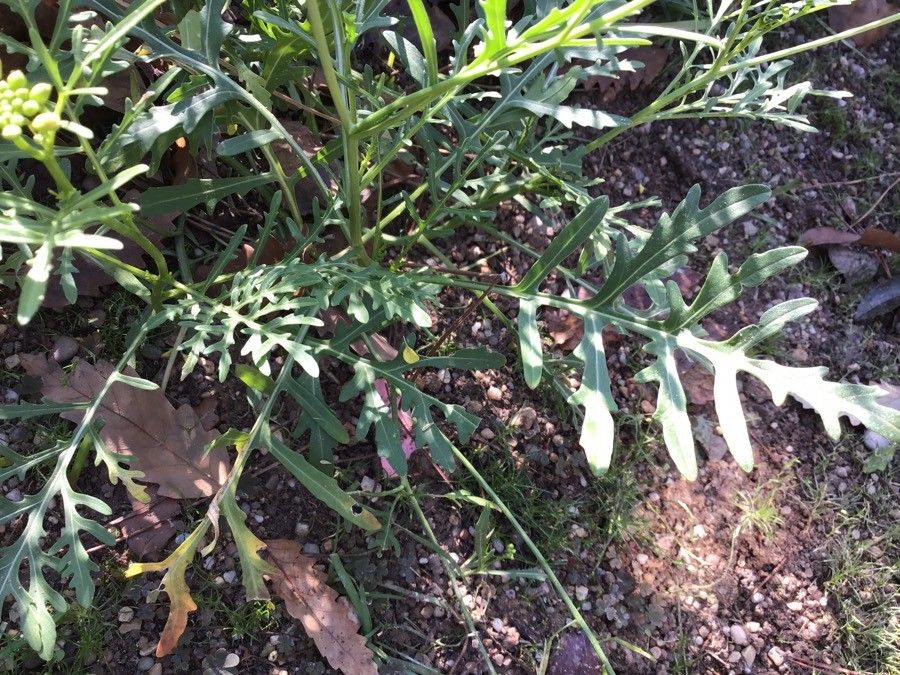 Zephyranthes purpurea — houseplant care guide