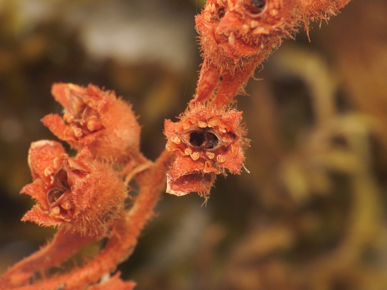 Saxifraga porophylla fruit
