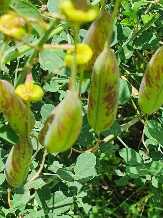 Crotalaria laburnifolia fruit