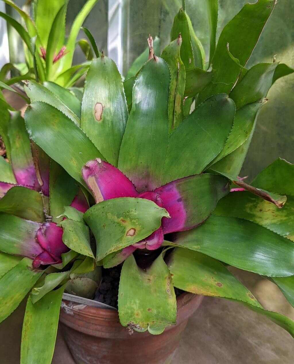 Neoregelia princeps leaf
