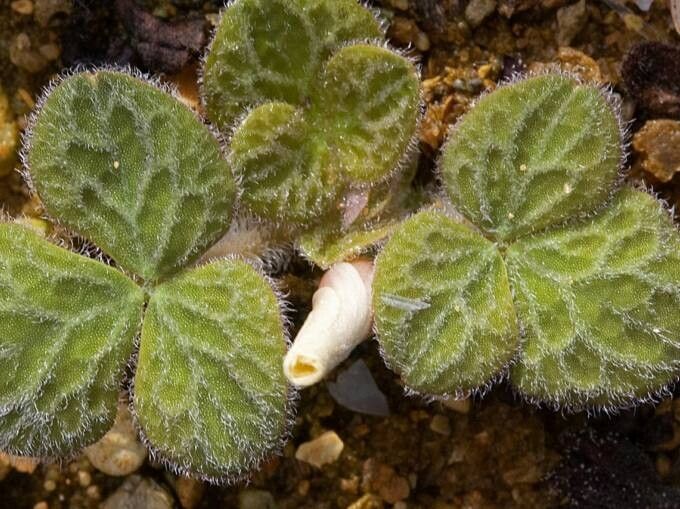 Oxalis pulchella — houseplant care guide