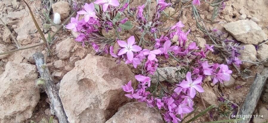 Limonium tubiflorum flower