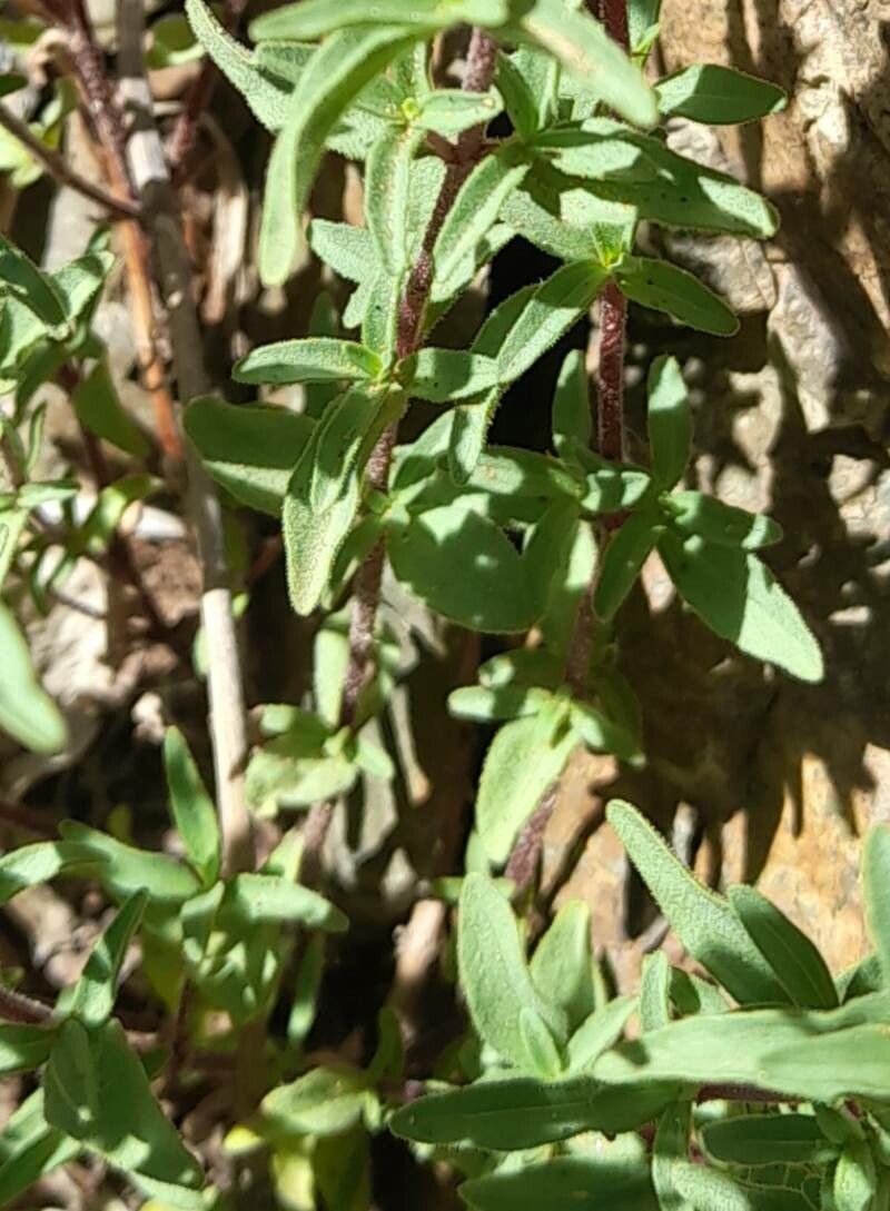 Stevia minor — houseplant care guide