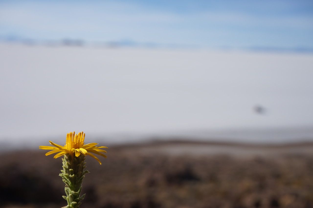 Haplopappus rigidus flower