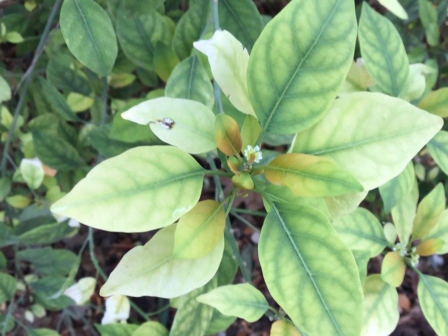 Clutia pulchella — search result for 'Zimbabwe'