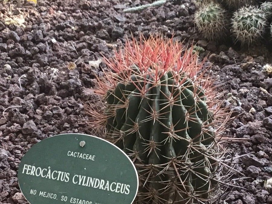 Ferocactus cylindraceus — related species from the same genus