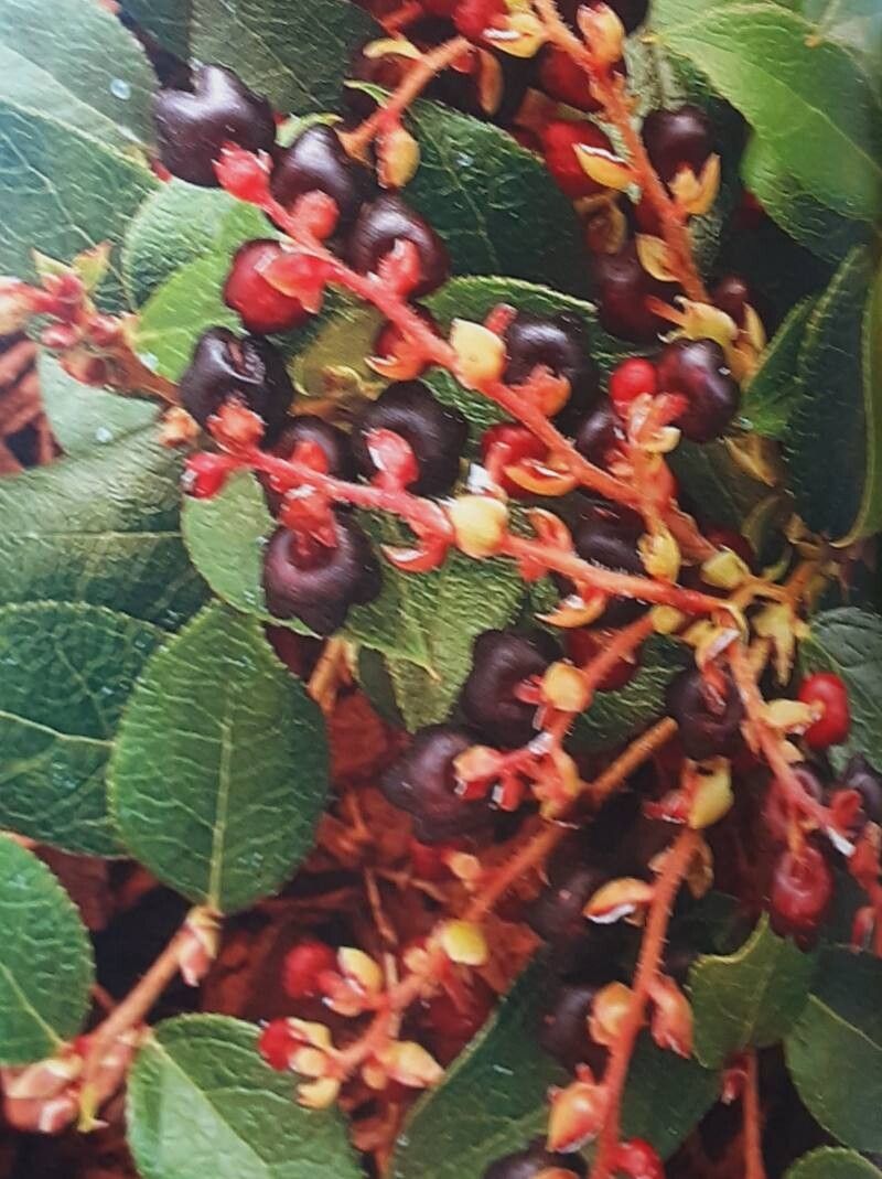 Gaultheria × wisleyensis fruit