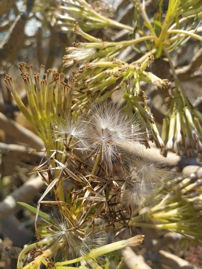 Kleinia neriifolia fruit