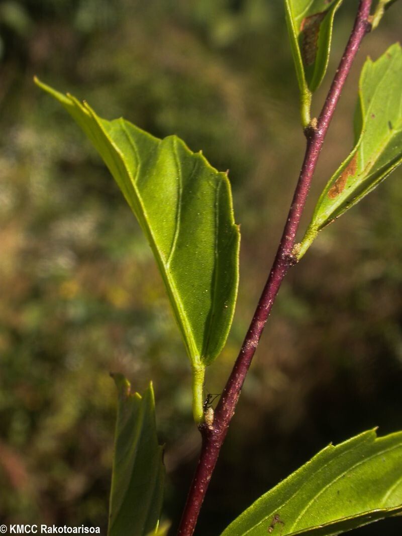 Hibiscus perrieri — search result for 'Hibiscus'