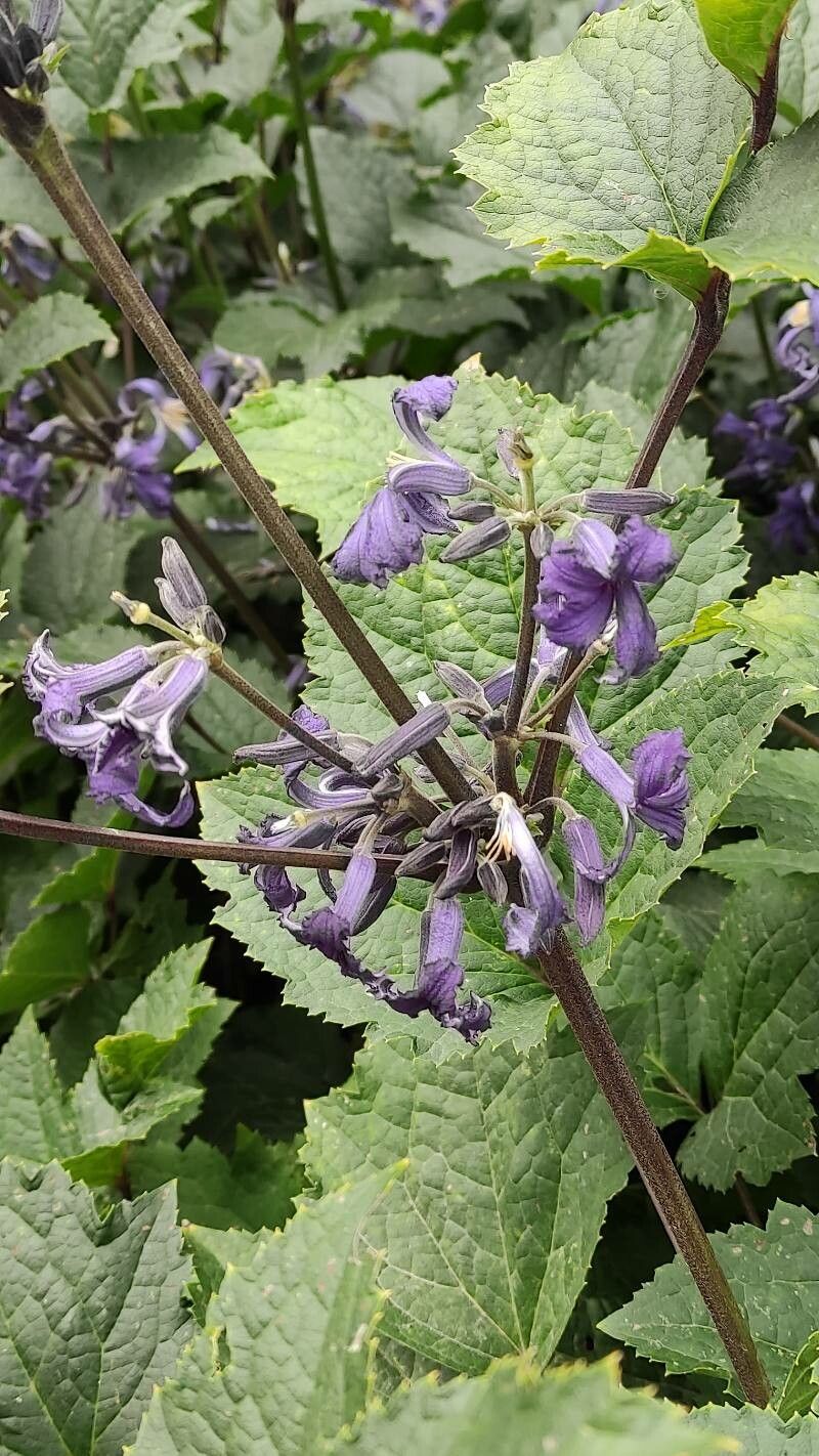 Clematis heracleifolia flower