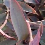 Tradescantia pallida