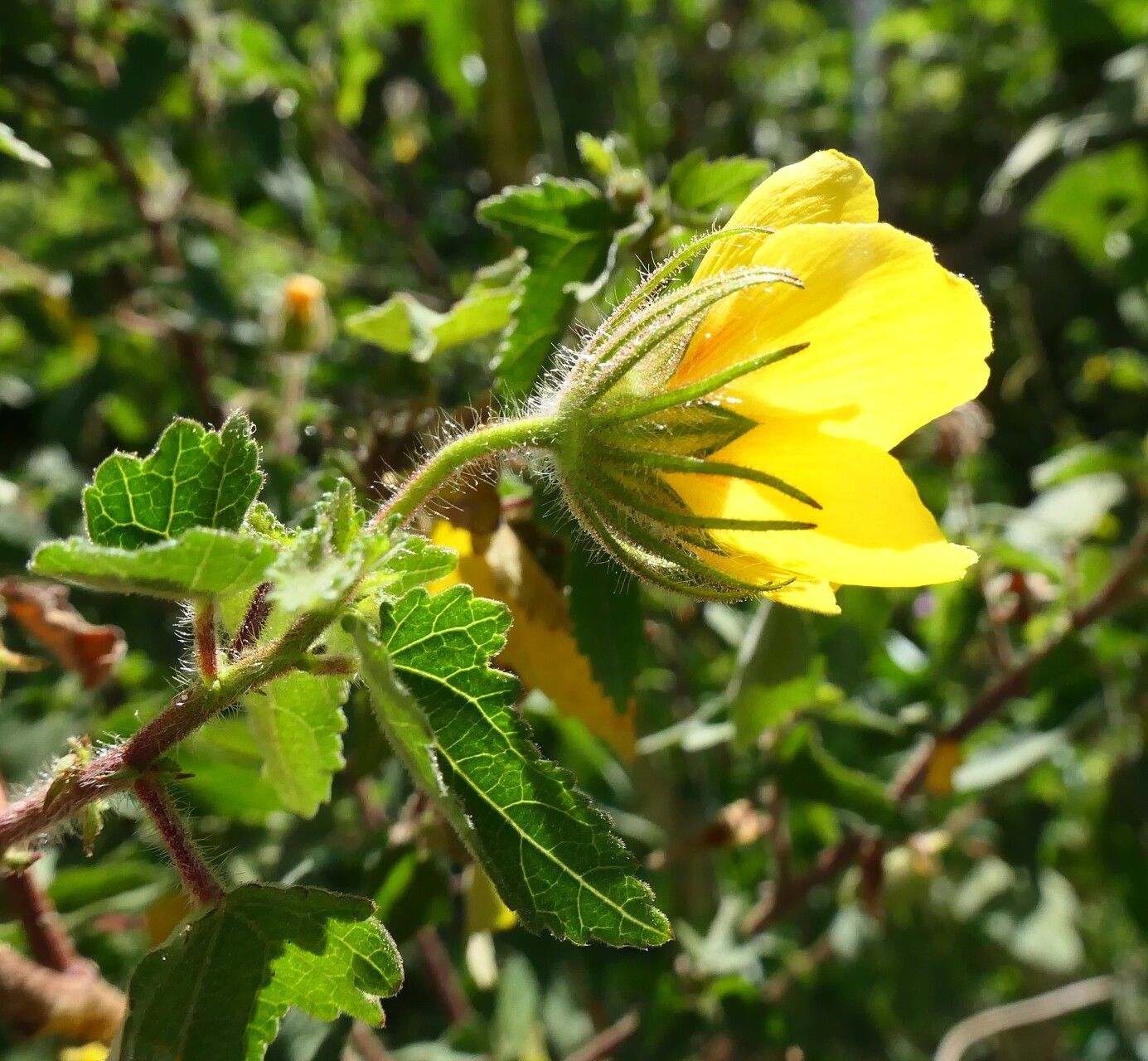 Pavonia subhastata flower