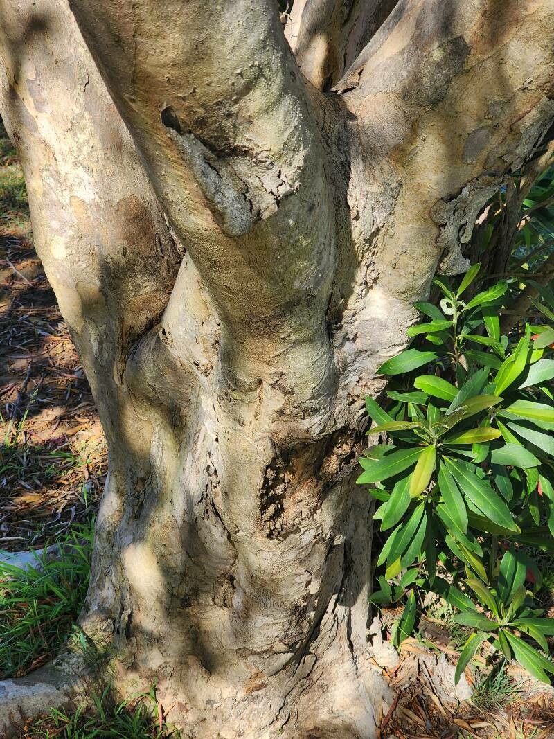 Tristaniopsis laurina bark