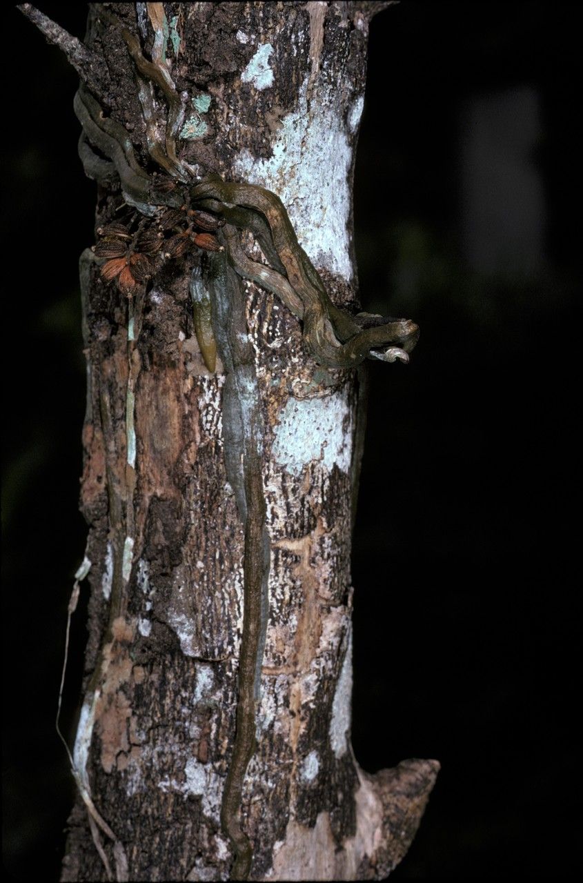 Campylocentrum pachyrrhizum — houseplant care guide