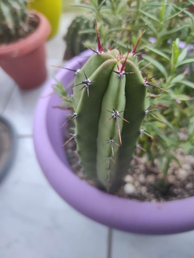 Polaskia chichipe bark