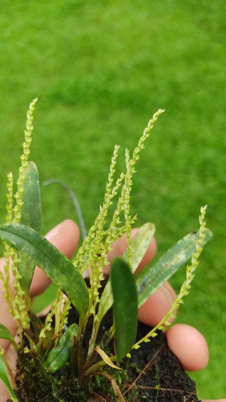 Stelis hymenantha flower