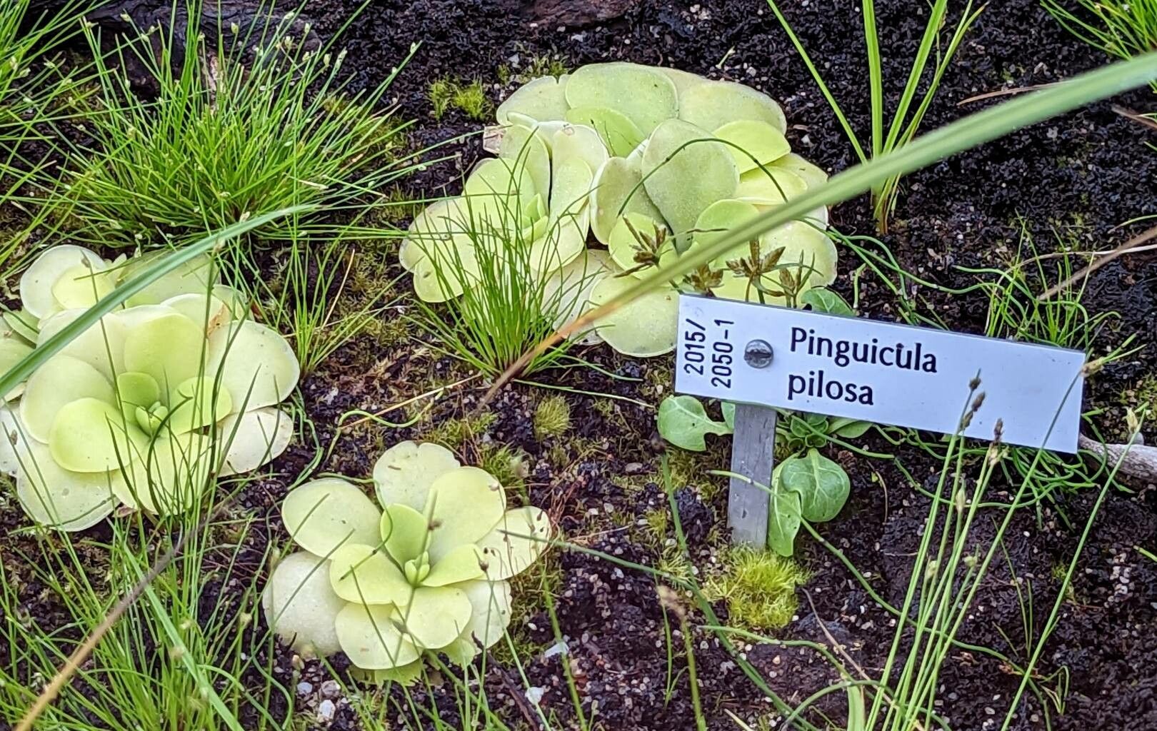 Pinguicula pilosa habit