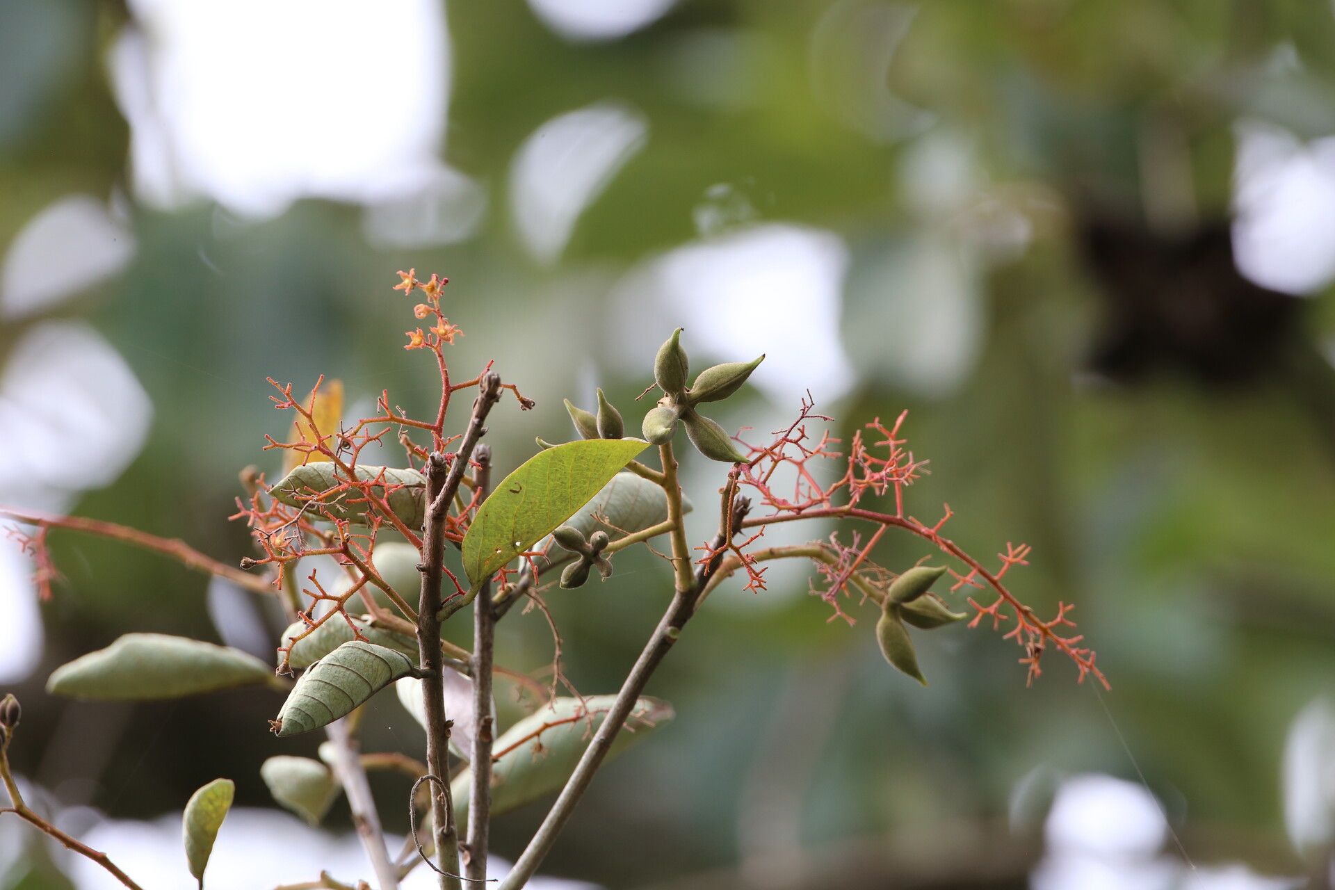 Sterculia subviolacea flower