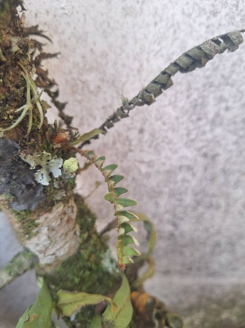 Pleopeltis bombycina — related species from the same genus