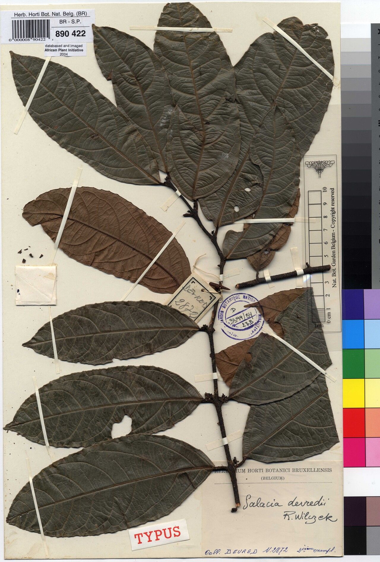 Salacia devredii — houseplant care guide