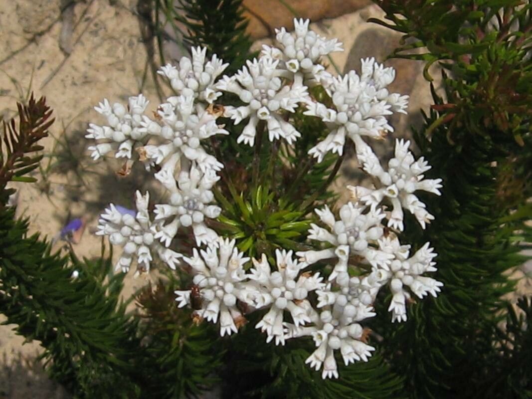 Erica ventricosa — search result for 'Erica'