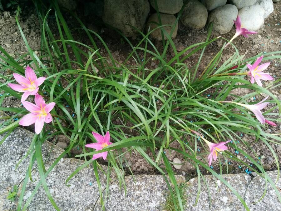 Romulea rosea — search result for 'Iridaceae'