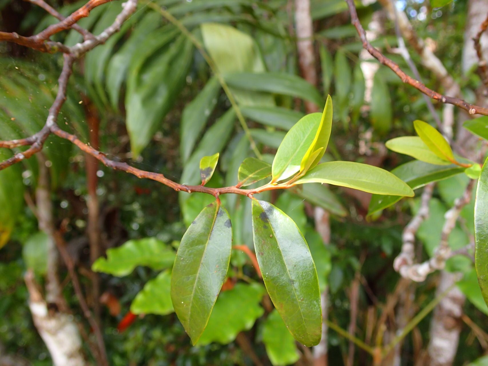 Olax hypoleuca — houseplant care guide