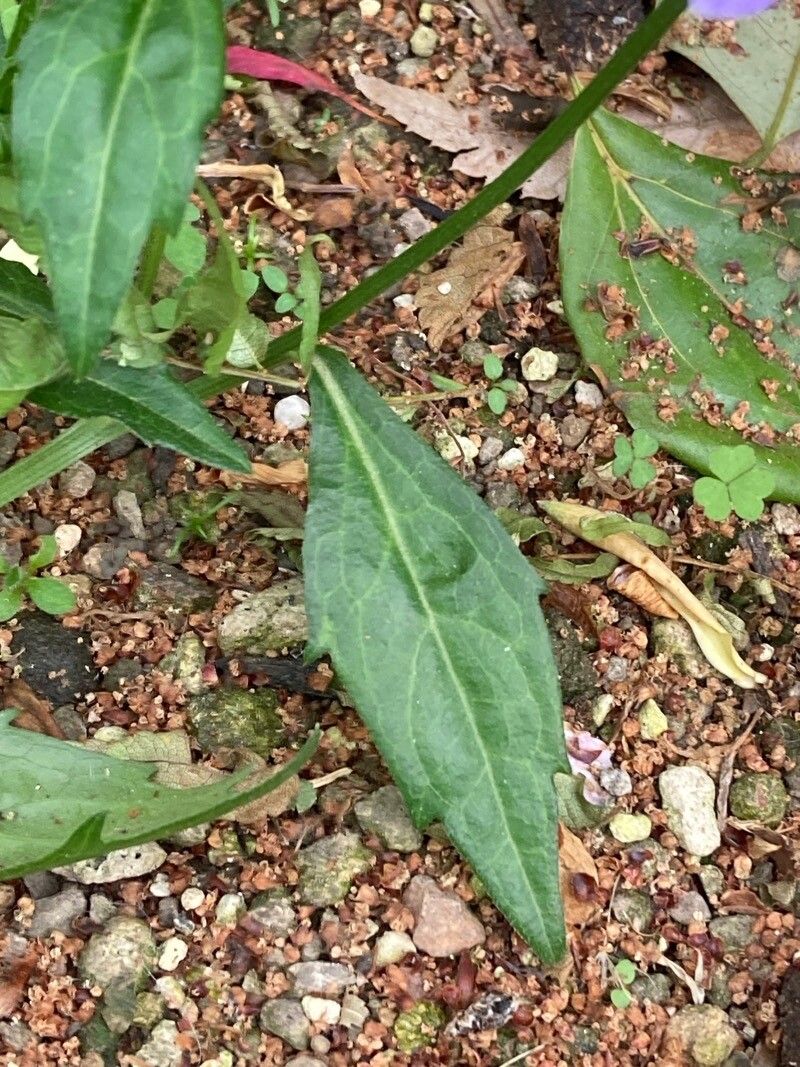 Aster savatieri — houseplant care guide