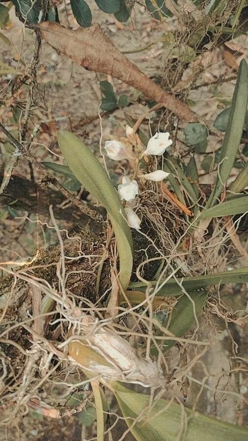 Rodriguezia venusta — search result for 'Guyana'