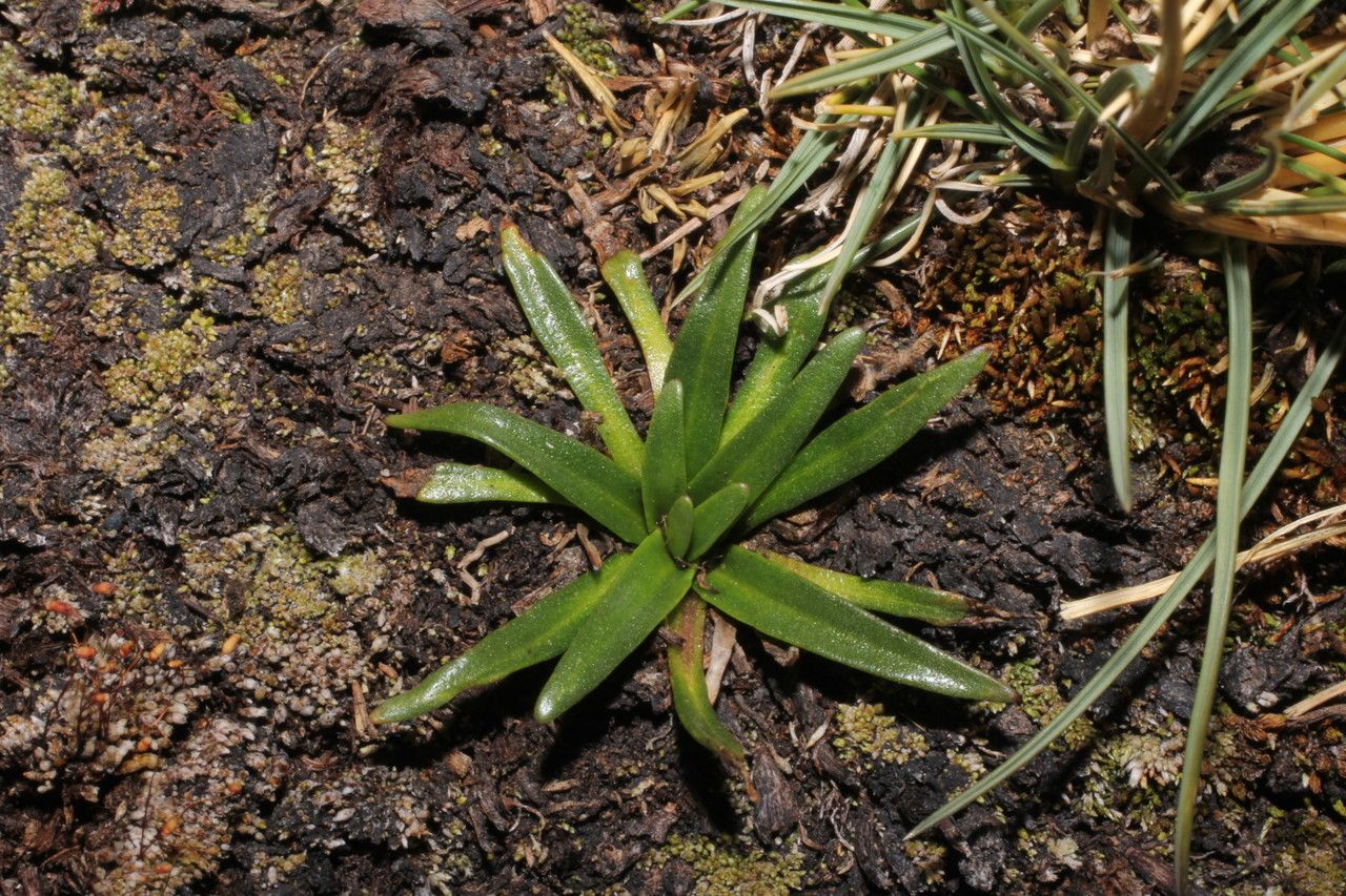 Plantago tubulosa habit