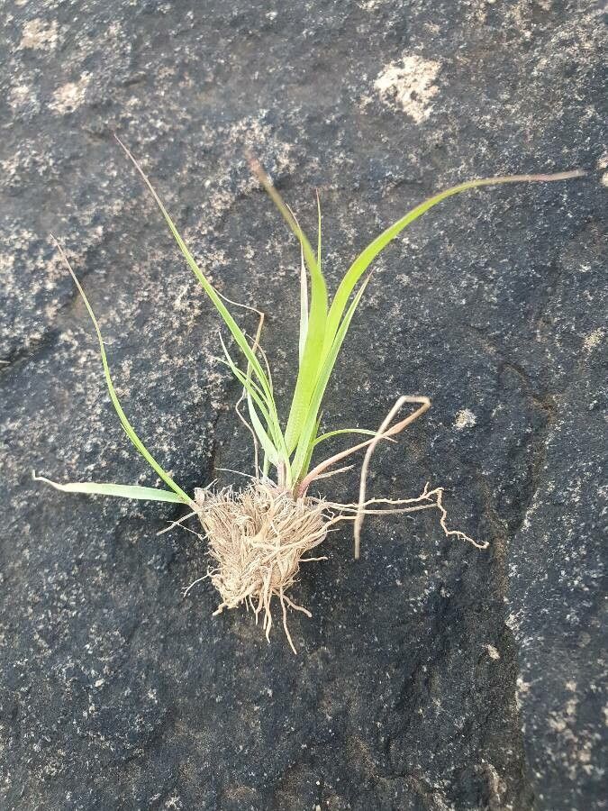 Sporobolus stapfianus — houseplant care guide