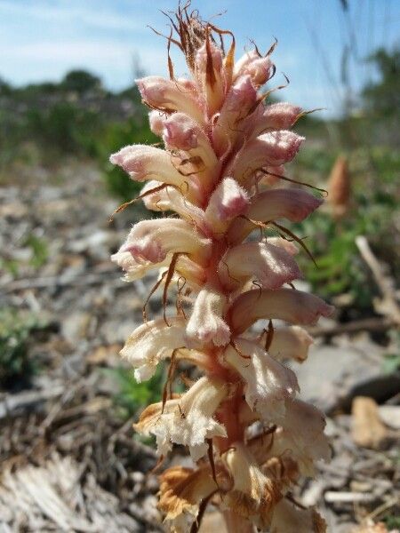 Orobanche pubescens — houseplant care guide