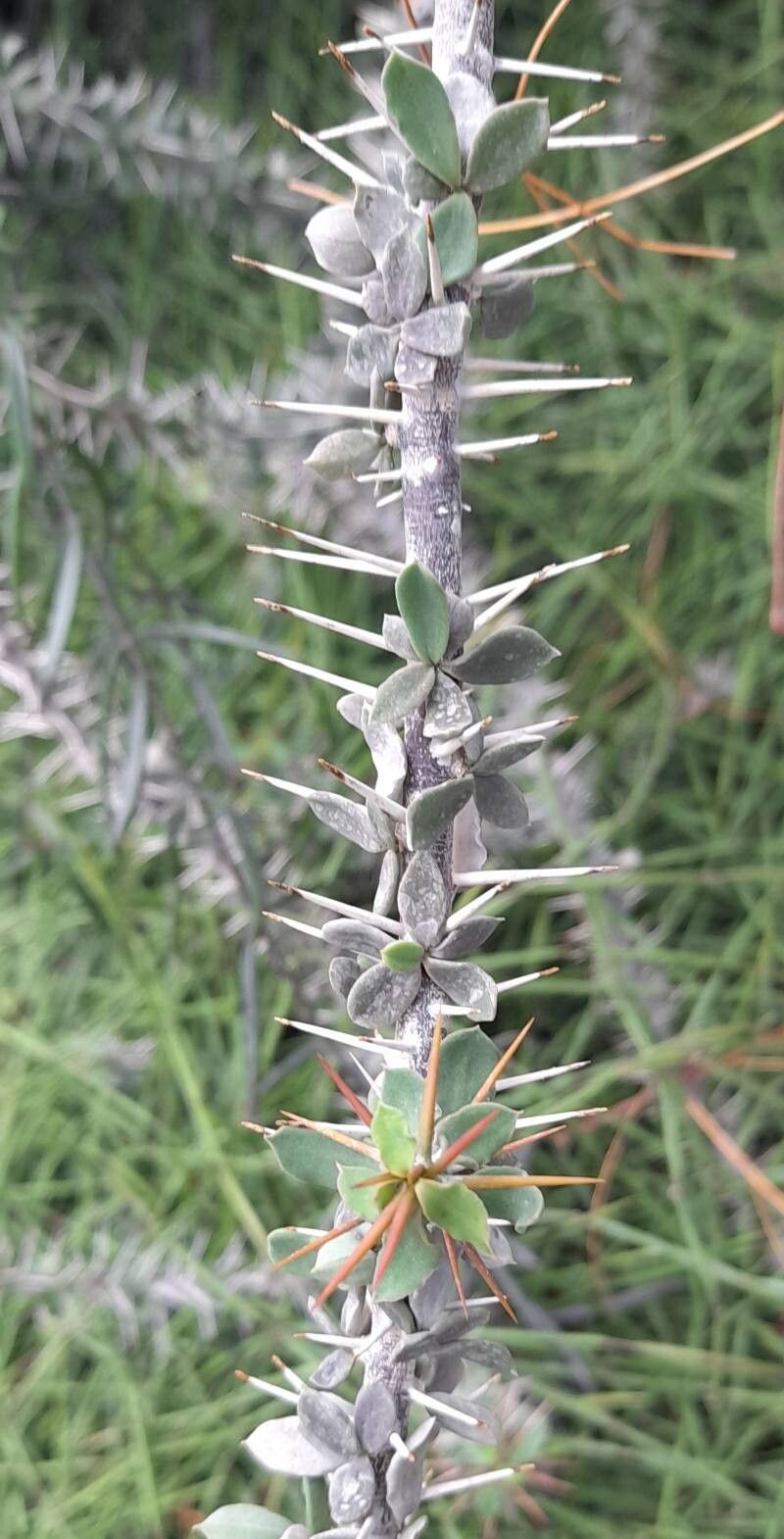 Euphorbia beharensis — houseplant care guide