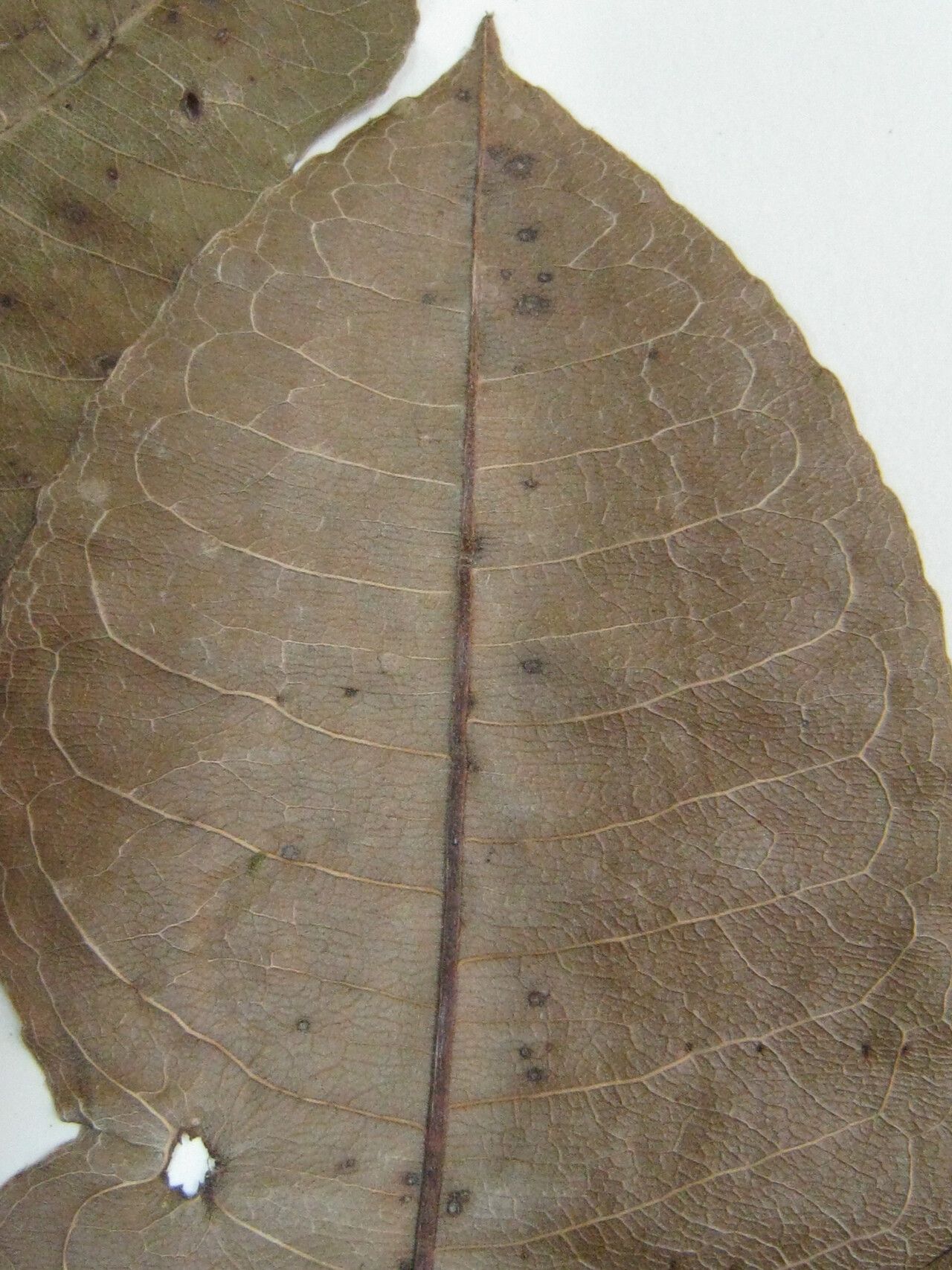 Couratari stellata — houseplant care guide