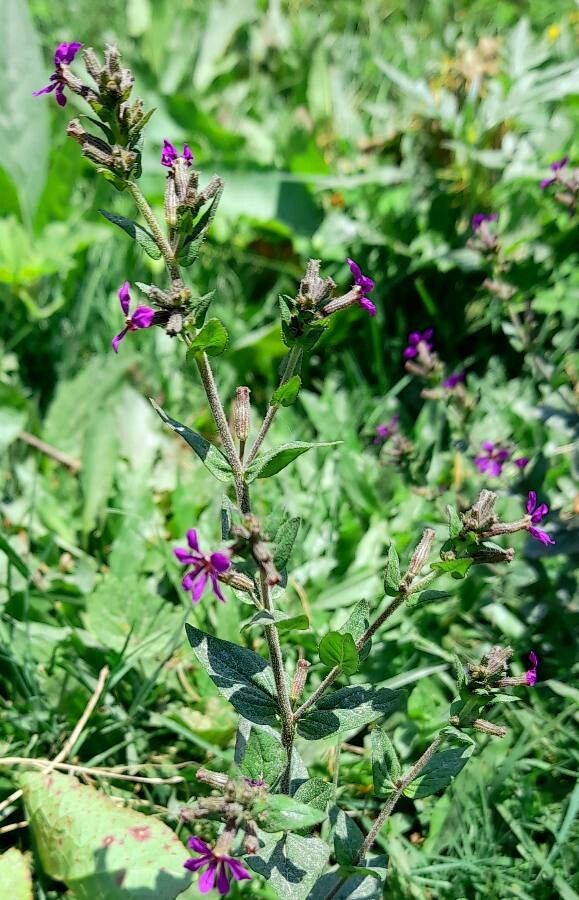 Cuphea calophylla habit