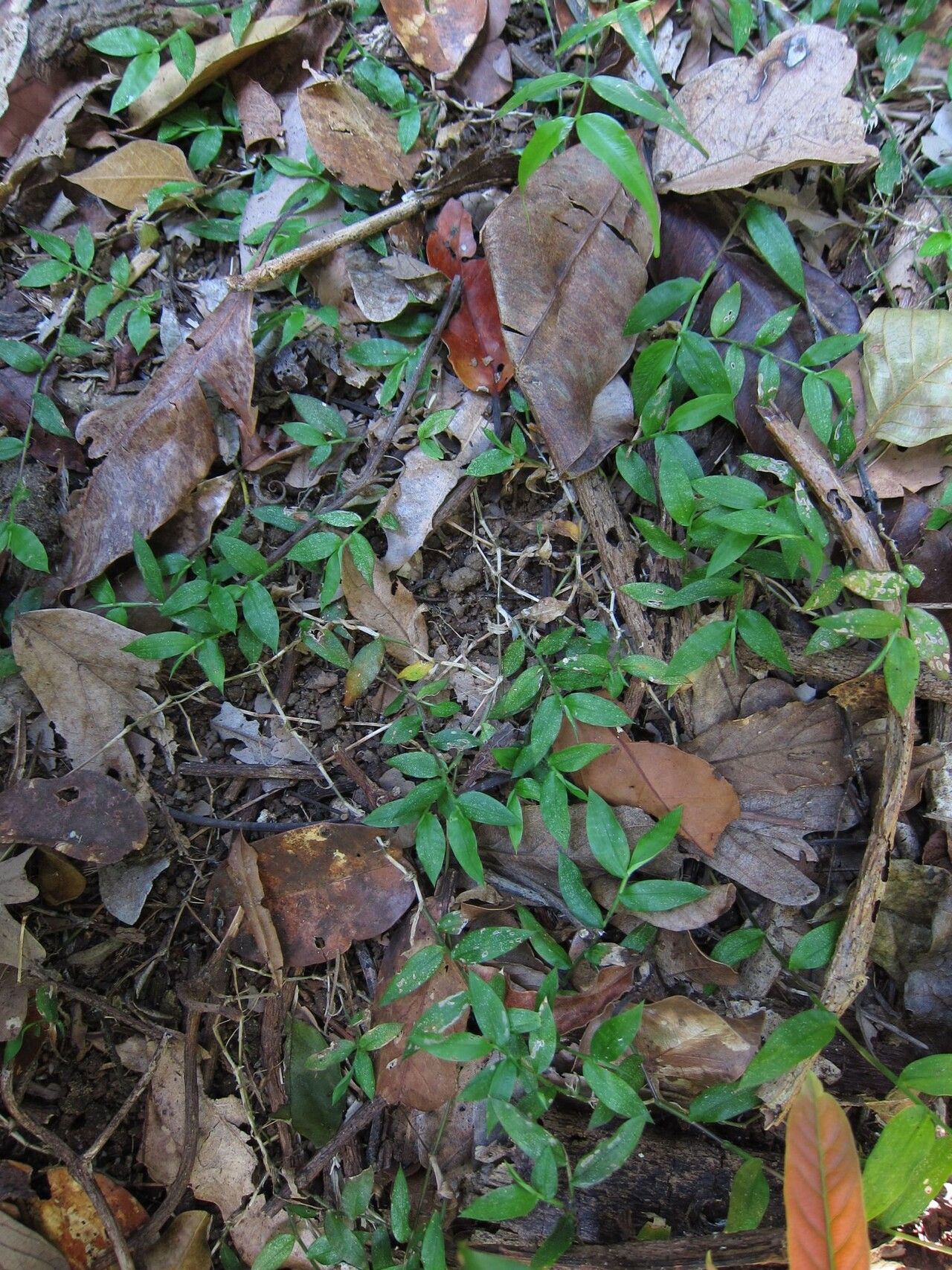 Pseudechinolaena polystachya habit