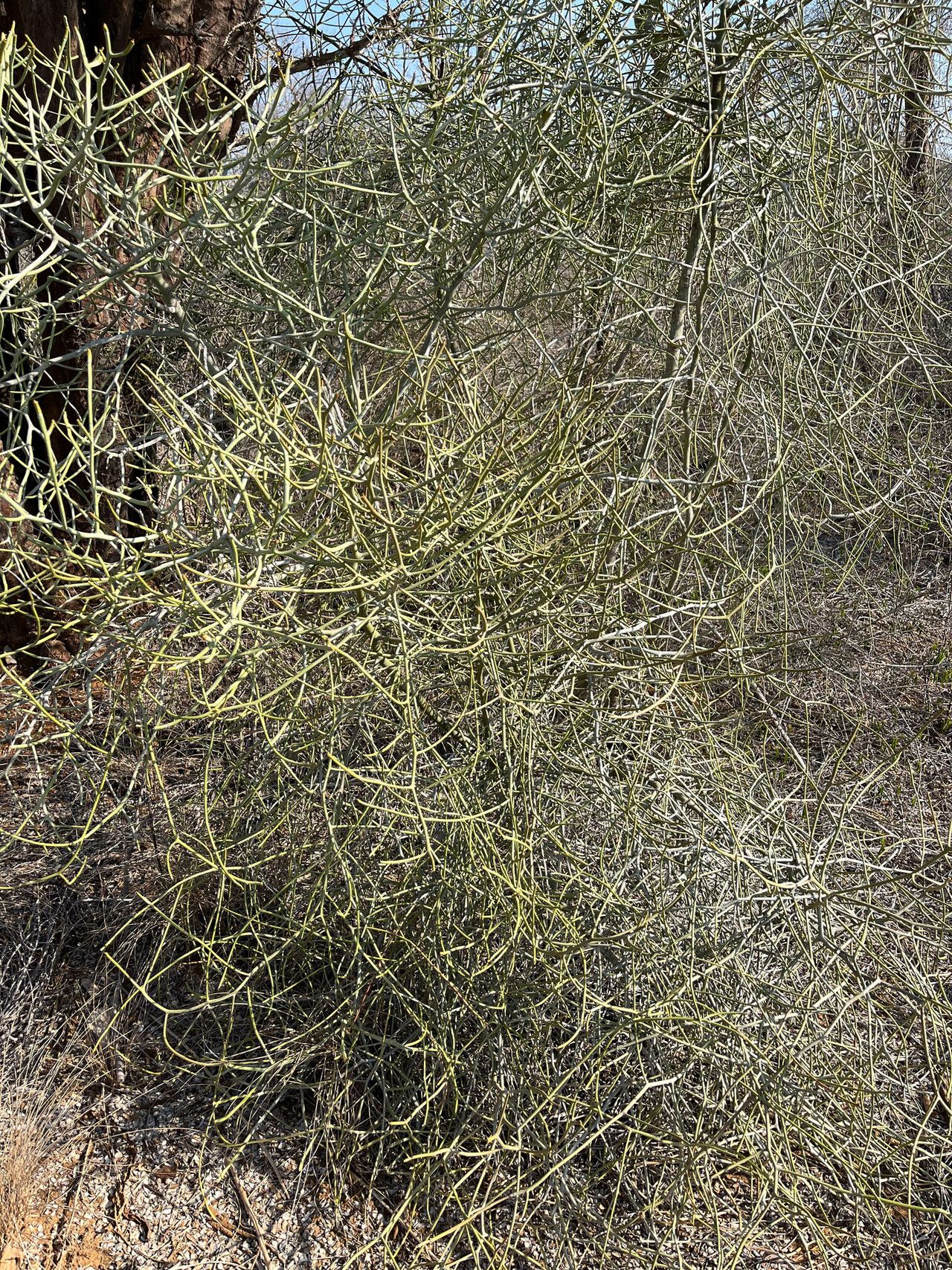 Euphorbia mainty leaf