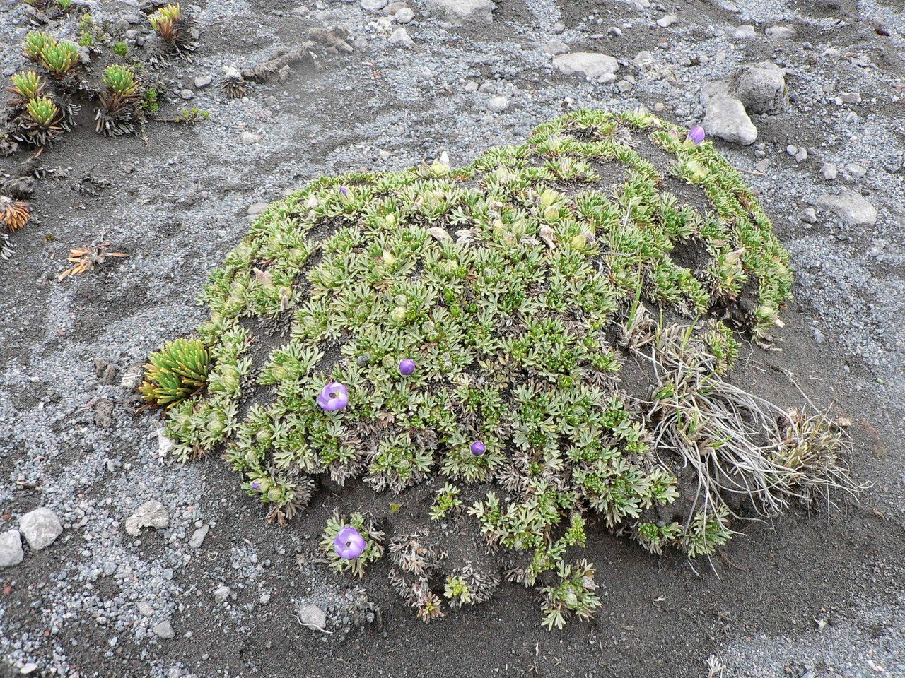 Nototriche phyllanthos habit