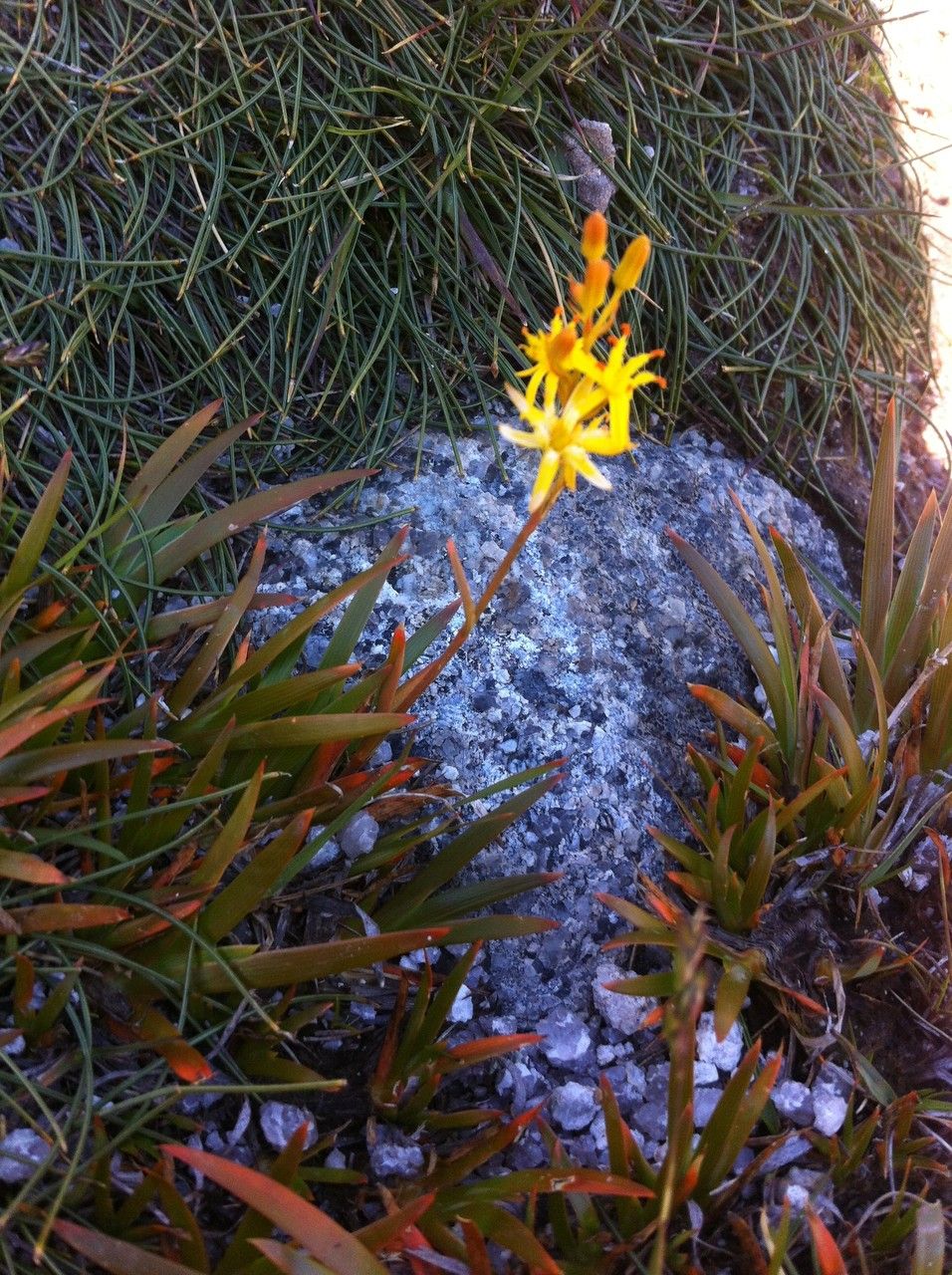 Narthecium reverchonii habit