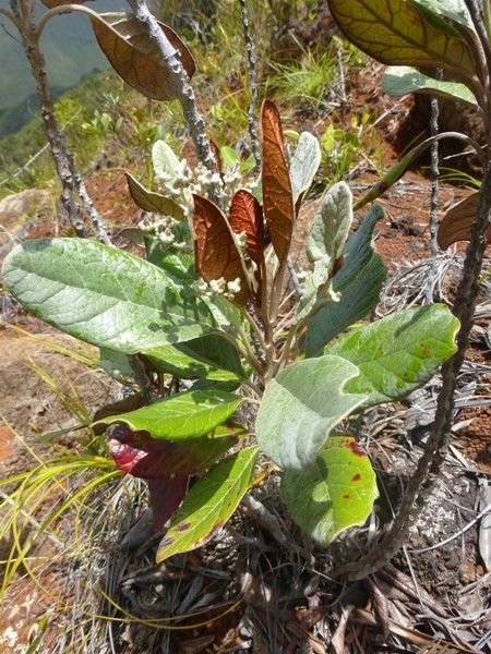 Argophyllum acinetochromum habit