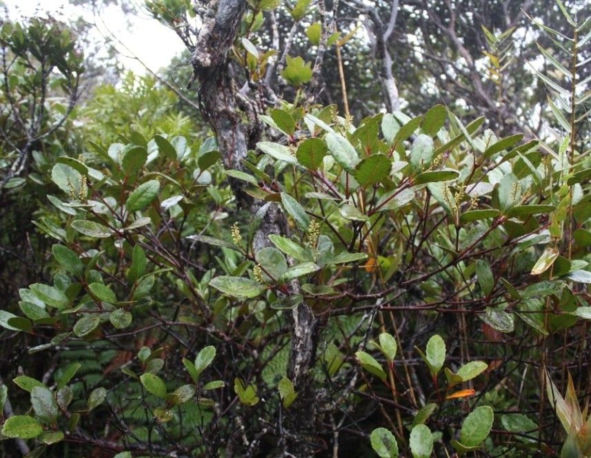 Pterophylla paitensis habit