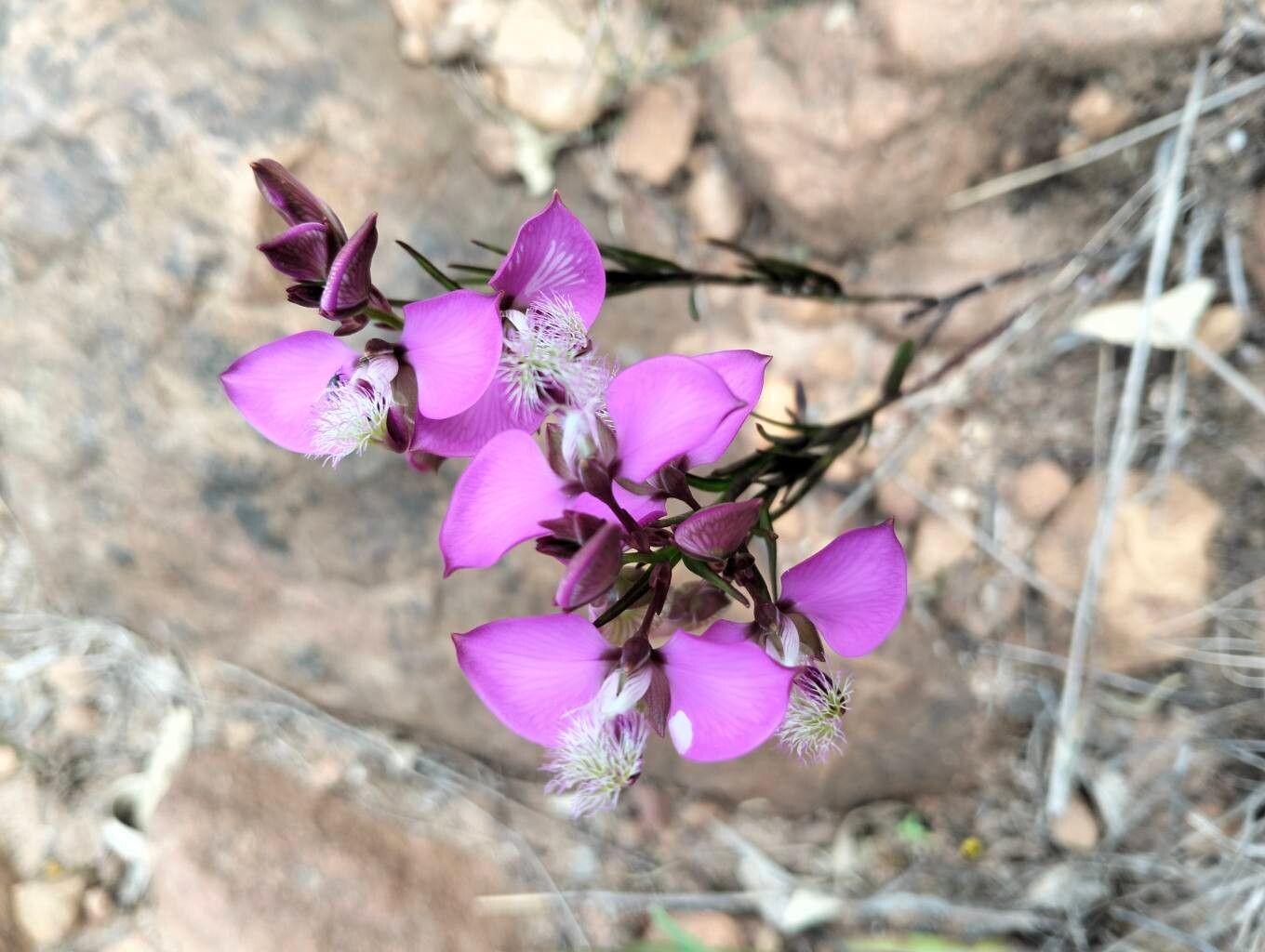 Polygala bracteolata — houseplant care guide