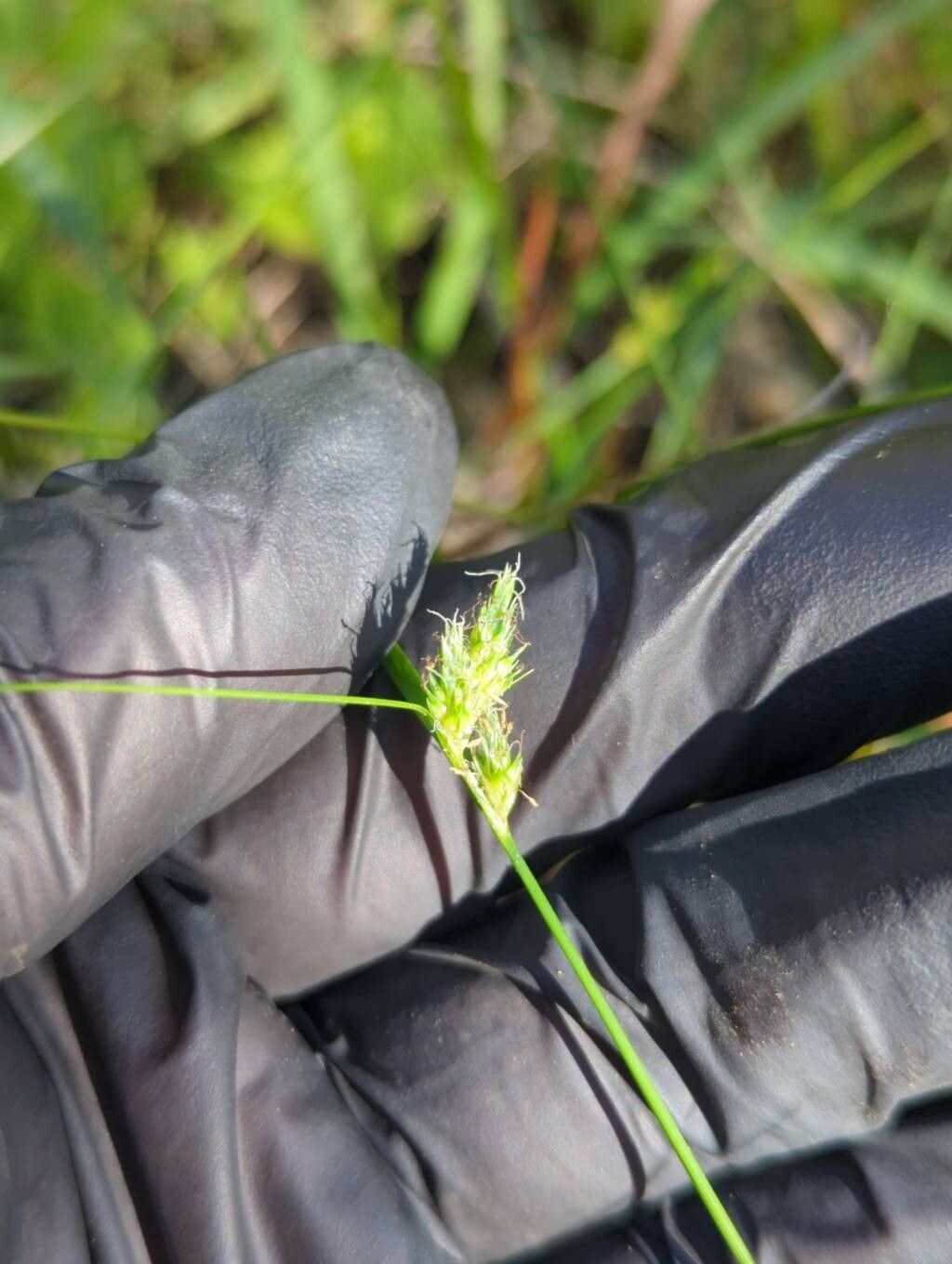 Cyperus gracilis flower