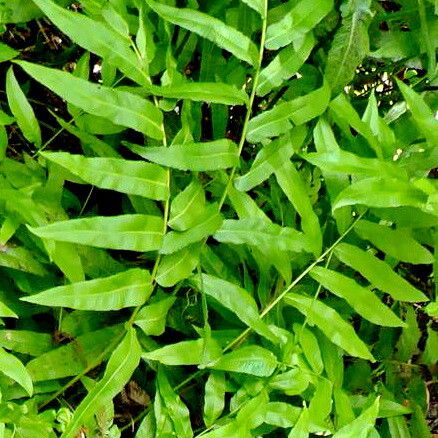 Thelypteris serrata habit