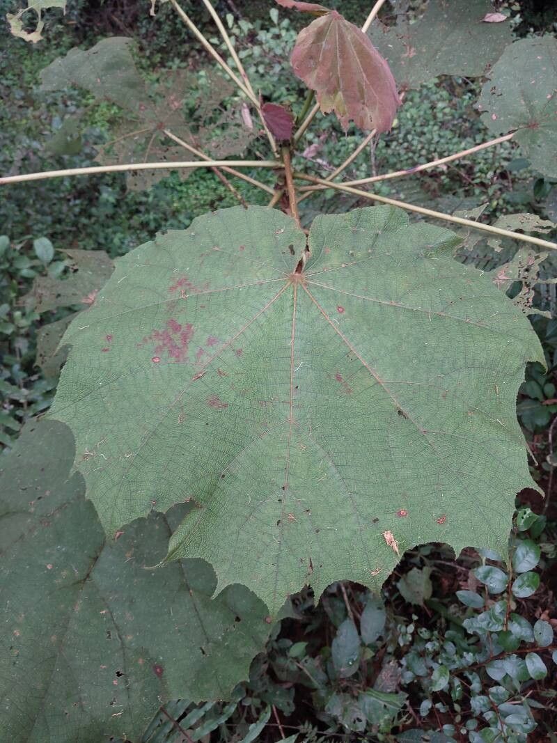 Dombeya flabellifolia — houseplant care guide